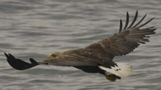 White-tailed Eagle