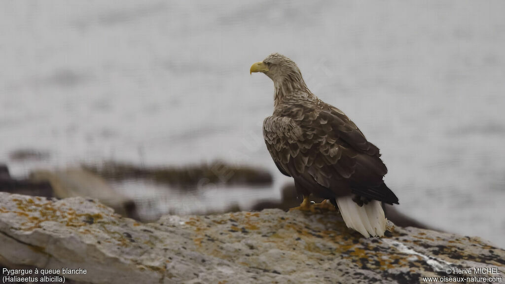 White-tailed Eagleadult