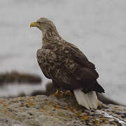 White-tailed Eagle