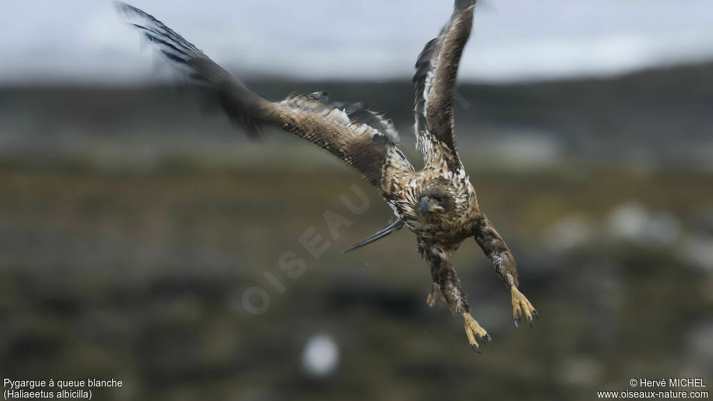 White-tailed Eagle