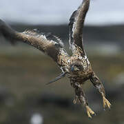 White-tailed Eagle