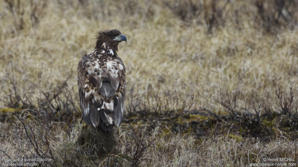 White-tailed Eagleimmature