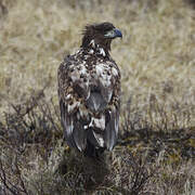 White-tailed Eagle