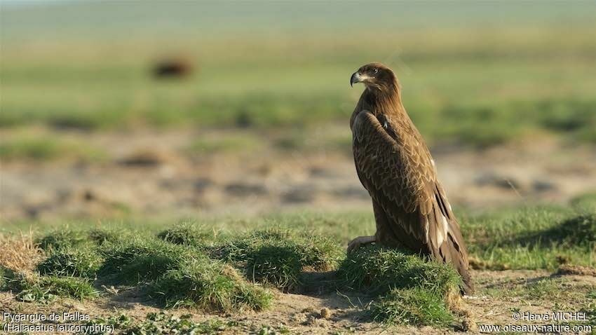 Pallas's Fish EagleSecond year