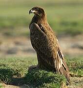 Pallas's Fish Eagle