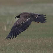 Pallas's Fish Eagle