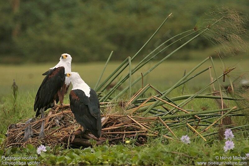 African Fish Eagle adult