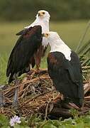 African Fish Eagle