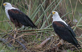 African Fish Eagle