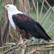 African Fish Eagle