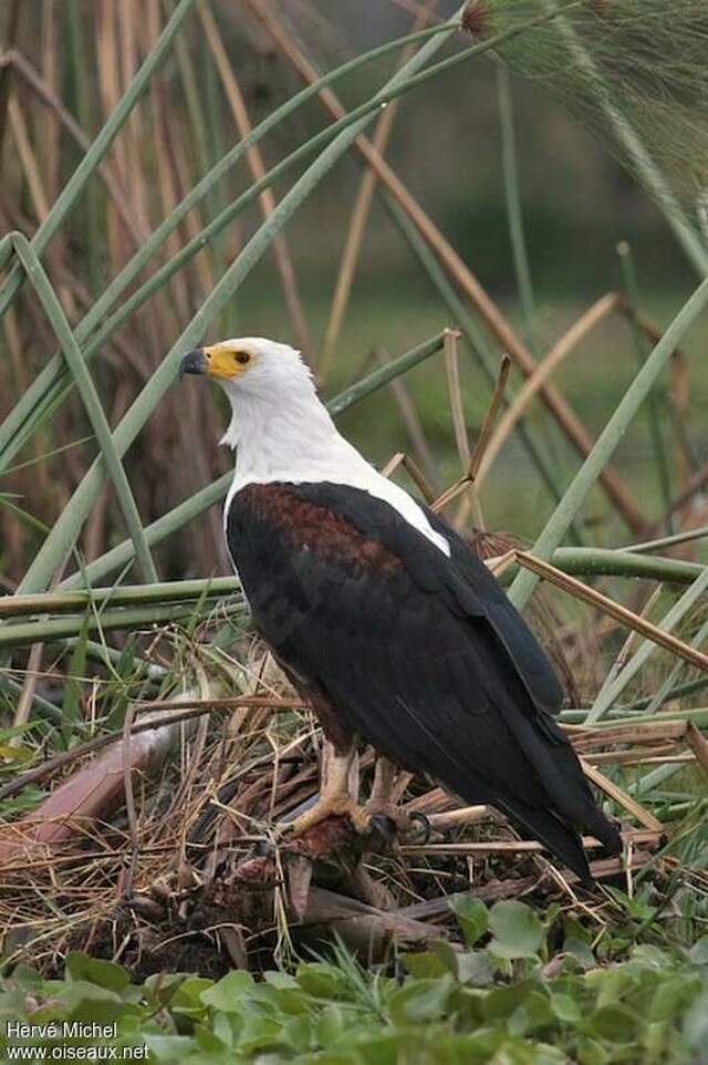 Pygargue vocifère - Pygargue vocifer adulte - hemi45827
