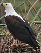 African Fish Eagle