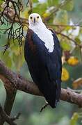 African Fish Eagle