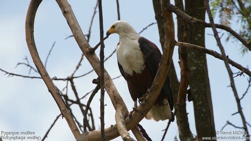 African Fish Eagle