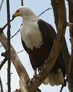 African Fish Eagle