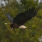 African Fish Eagle