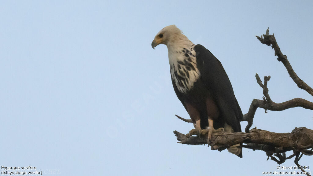 African Fish Eaglesubadult