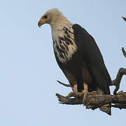 African Fish Eagle