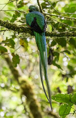 Quetzal resplendissant