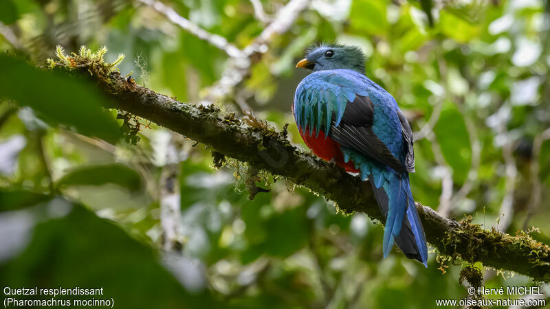 Quetzal resplendissant mâle subadulte