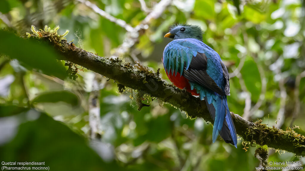 Quetzal resplendissant mâle subadulte