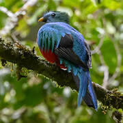 Quetzal resplendissant