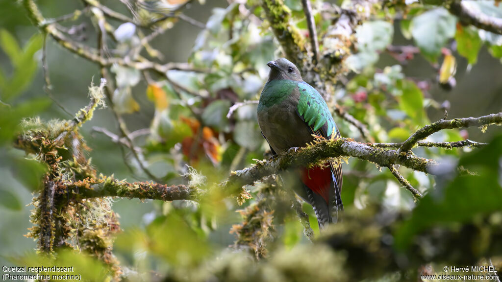 Quetzal resplendissant femelle adulte