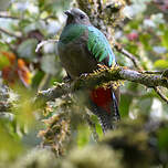 Quetzal resplendissant