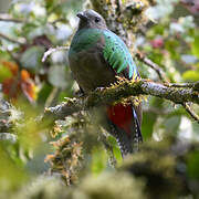 Resplendent Quetzal