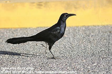 Great-tailed Grackle male adult breeding