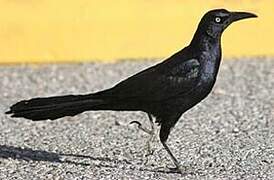 Great-tailed Grackle