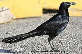 Great-tailed Grackle