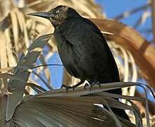 Great-tailed Grackle