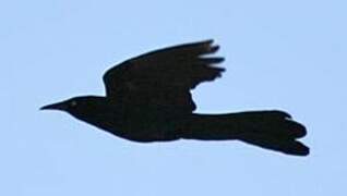 Great-tailed Grackle