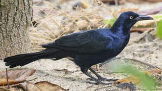 Great-tailed Grackle