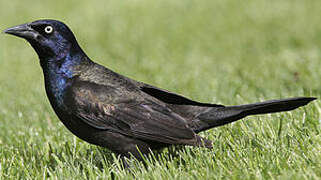 Common Grackle