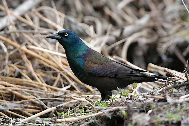 Common Grackleadult breeding, pigmentation