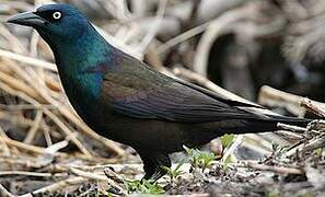 Common Grackle