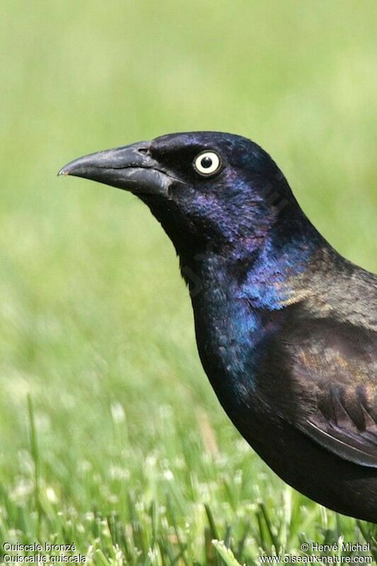 Common Grackleadult breeding