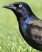 Common Grackle