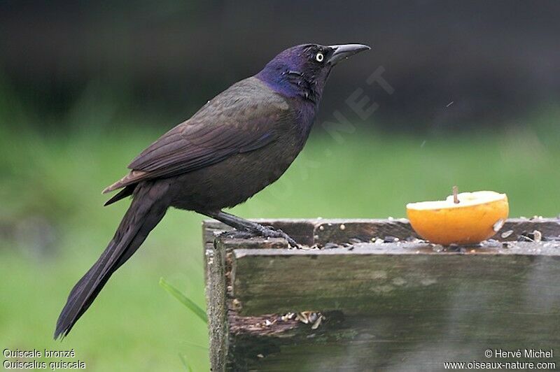 Common Grackleadult breeding