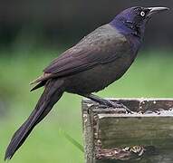 Common Grackle