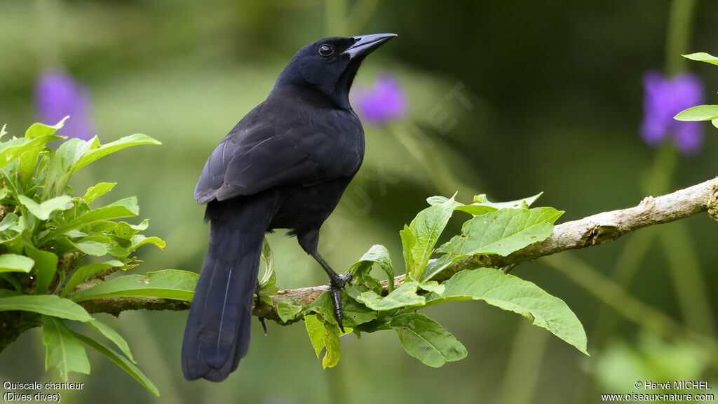 Melodious Blackbird