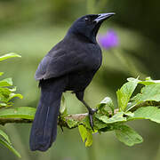 Melodious Blackbird