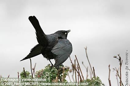Brewer's Blackbird male adult breeding