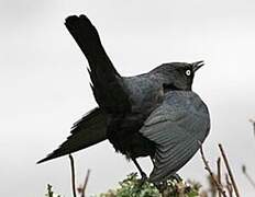 Brewer's Blackbird