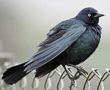 Brewer's Blackbird