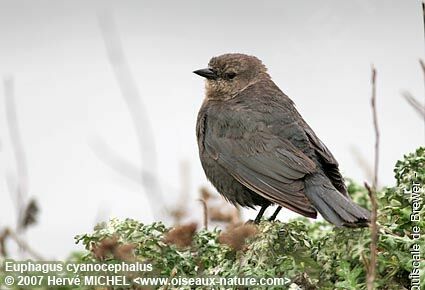 Brewer's Blackbird female adult breeding