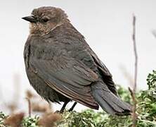 Brewer's Blackbird