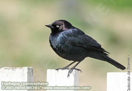 Brewer's Blackbird male adult breeding